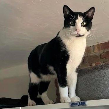 Enlarge Basil, a Adoptable Domestic Short Hair in Prescott, AZ image 1/5