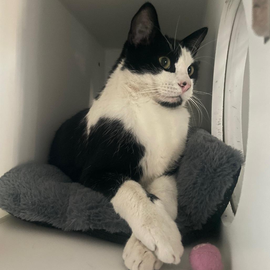 Enlarge Basil, a Adoptable Domestic Short Hair in Prescott, AZ image 4/5