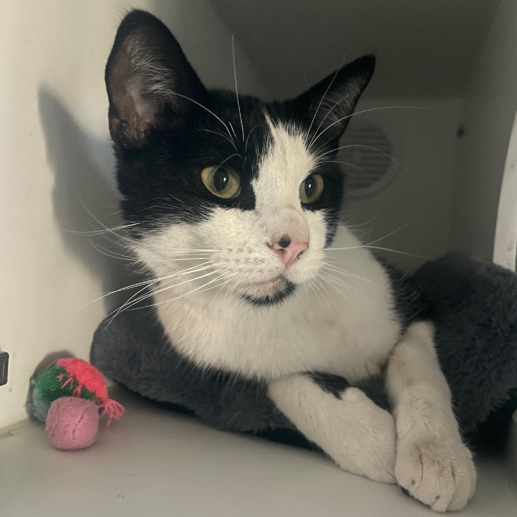 Enlarge Basil, a Adoptable Domestic Short Hair in Prescott, AZ image 5/5