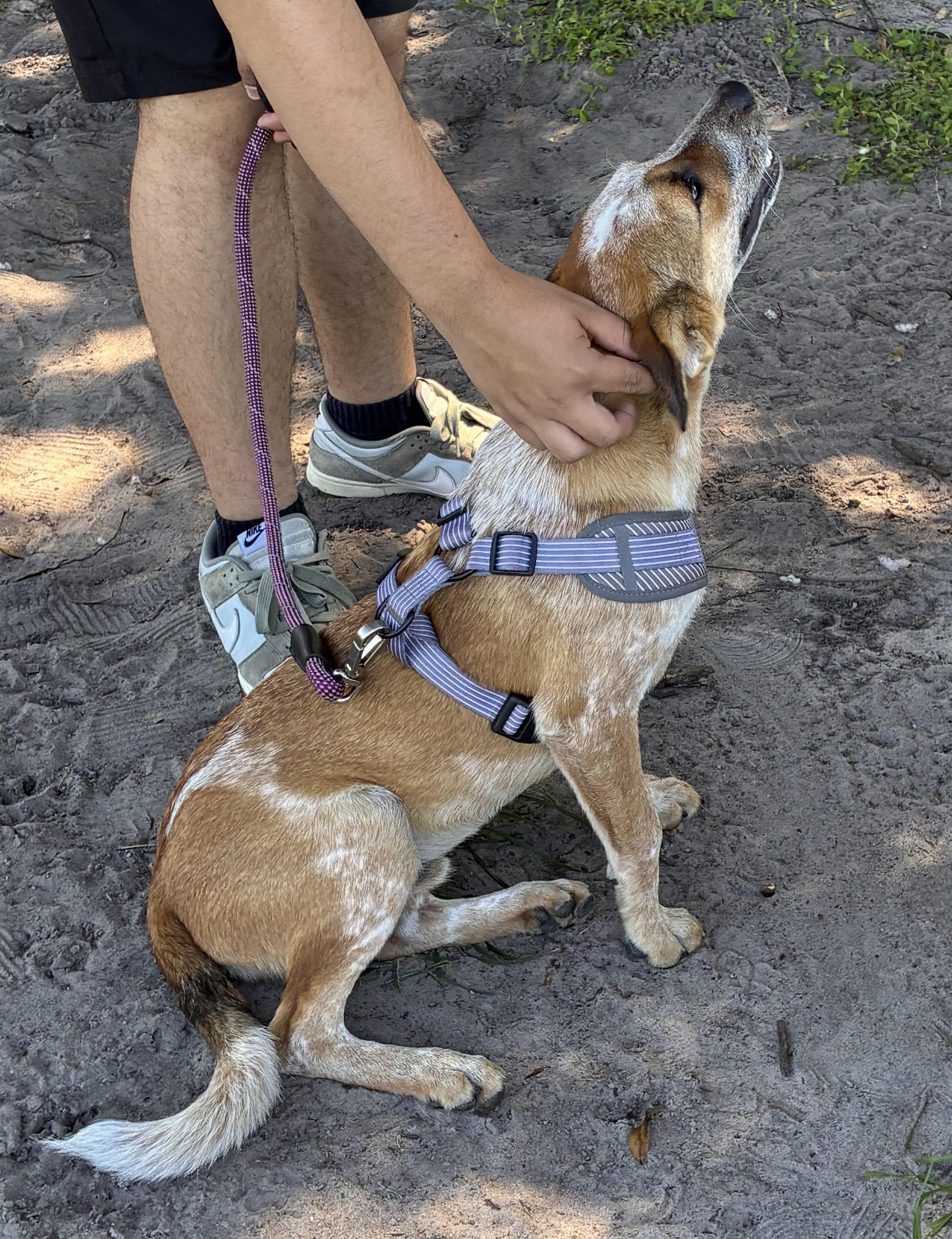 Enlarge James, a Adoptable mixed breed in Ruskin, FL image 2/2