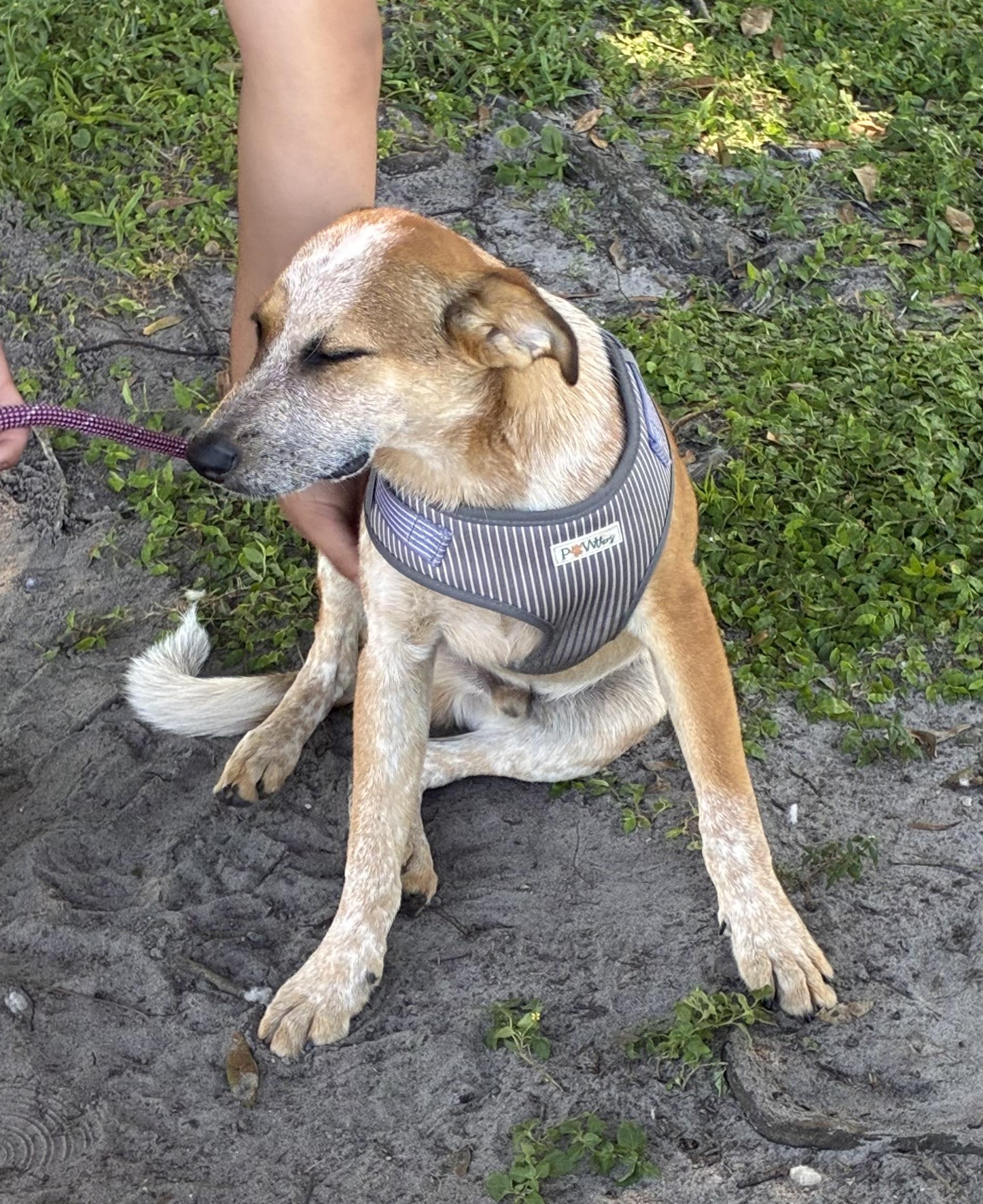 Enlarge James, a Adoptable mixed breed in Ruskin, FL image 1/2