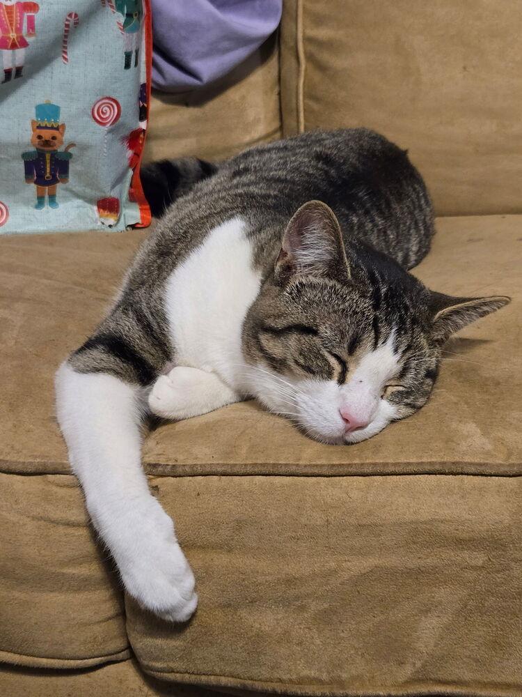 Toby, Adoptable, Young Male Tabby.