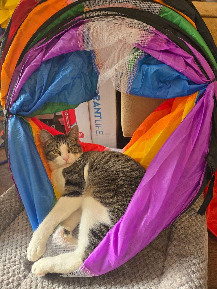 Toby, a Adoptable Tabby in Plumerville, AR image 2/2