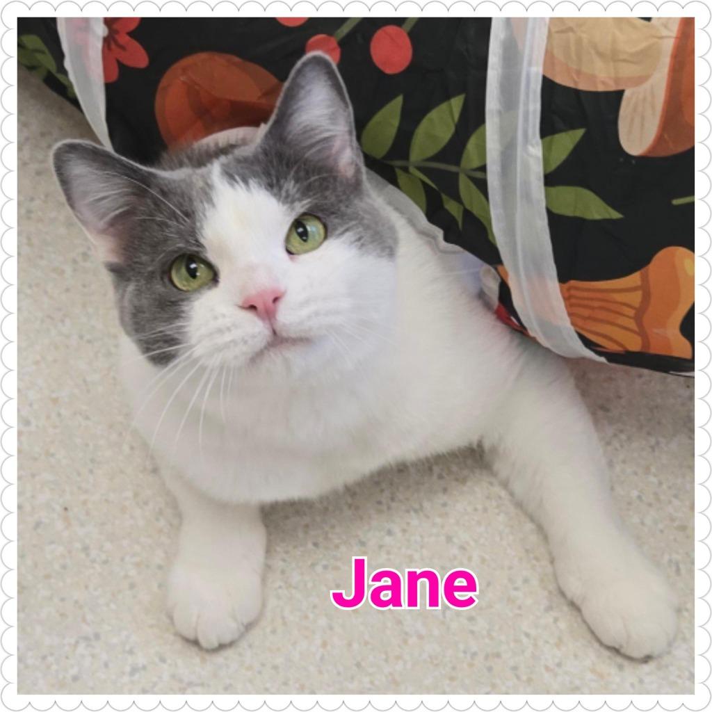 Jane, a Adoptable mixed breed in North Saint Paul, MN image 1/6