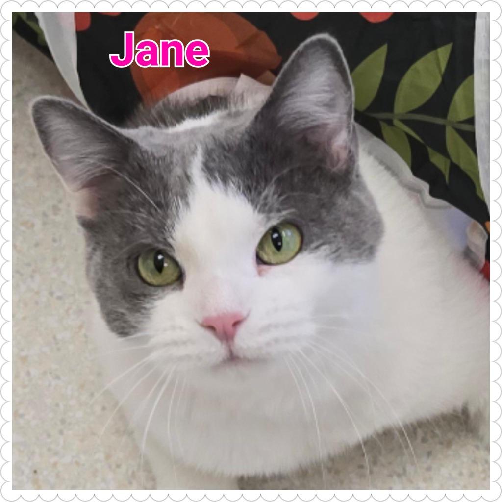 Jane, a Adoptable mixed breed in North Saint Paul, MN image 2/6