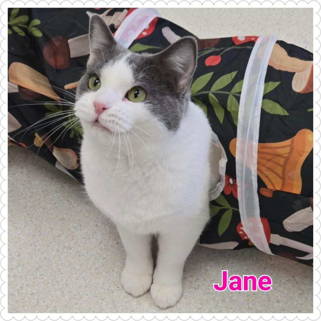 Jane, a Adoptable mixed breed in North Saint Paul, MN image 3/6