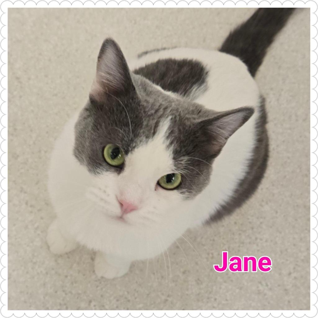 Jane, a Adoptable mixed breed in North Saint Paul, MN image 4/6