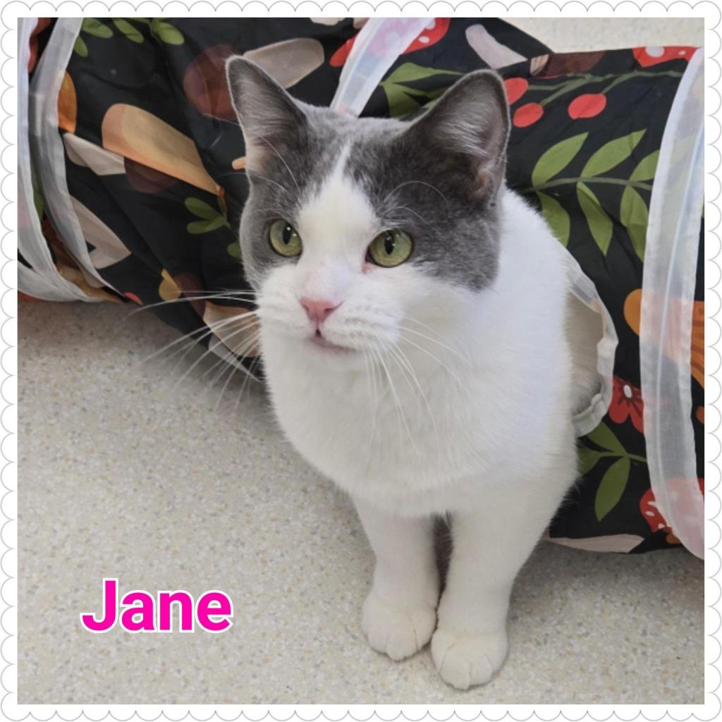 Jane, a Adoptable mixed breed in North Saint Paul, MN image 5/6