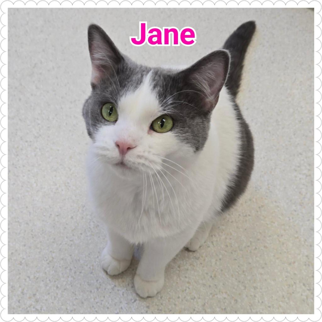 Jane, Adoptable, Adult Female Domestic Short Hair.