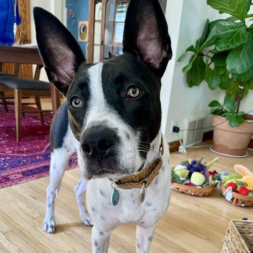 Enlarge Domino, a Adoptable mixed breed in Minneapolis, MN image 1/6