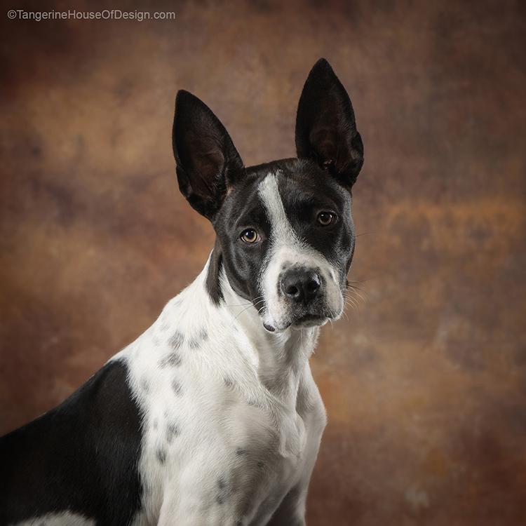 Enlarge Domino, a Adoptable mixed breed in Minneapolis, MN image 2/6