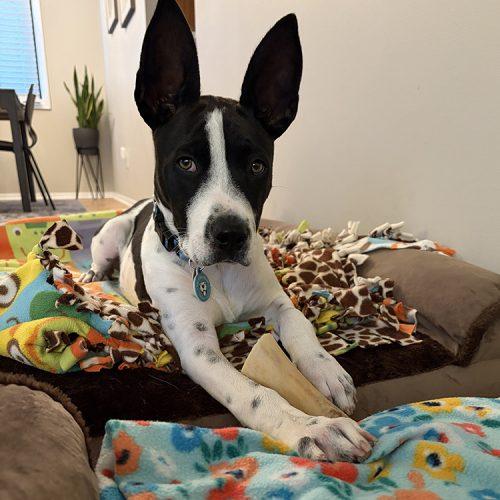 Enlarge Domino, a Adoptable mixed breed in Minneapolis, MN image 3/6