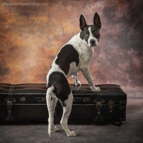 Enlarge Domino, a Adoptable mixed breed in Minneapolis, MN image 4/6