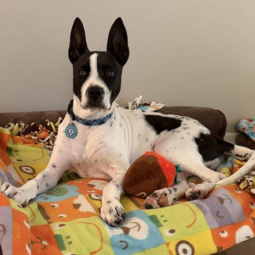 Enlarge Domino, a Adoptable mixed breed in Minneapolis, MN image 5/6