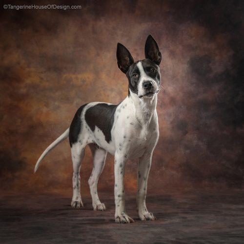 Enlarge Domino, a Adoptable mixed breed in Minneapolis, MN image 6/6
