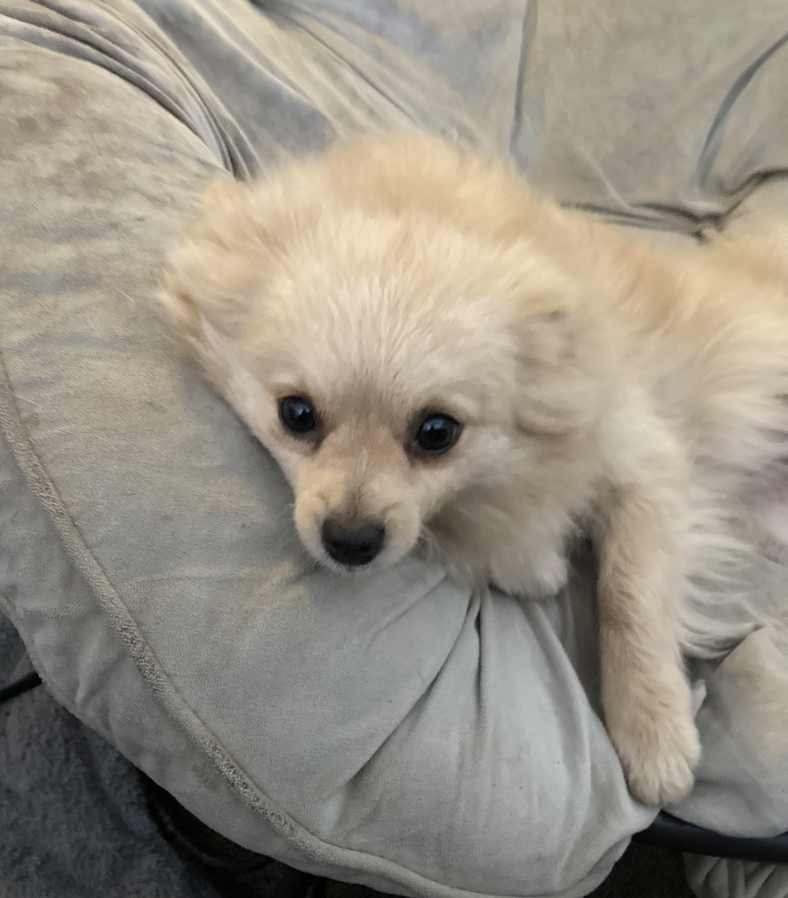 Enlarge TiTi, a Adoptable Pomeranian in Pittsburg, CA image 2/3