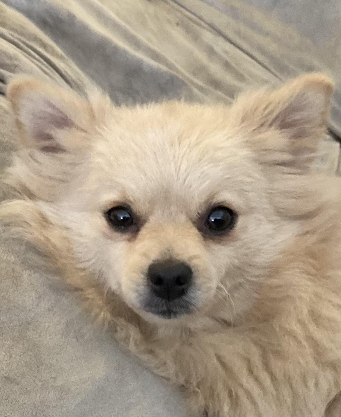 TiTi, Adoptable, Adult Female Pomeranian.