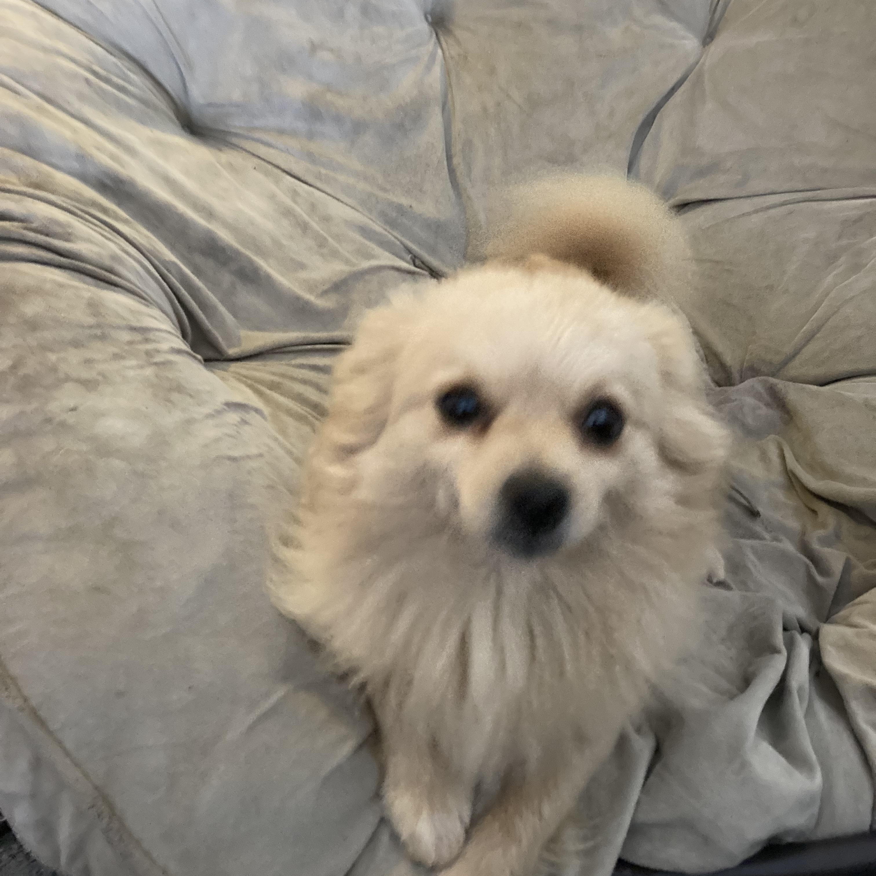 Enlarge TiTi, a Adoptable Pomeranian in Pittsburg, CA image 3/3