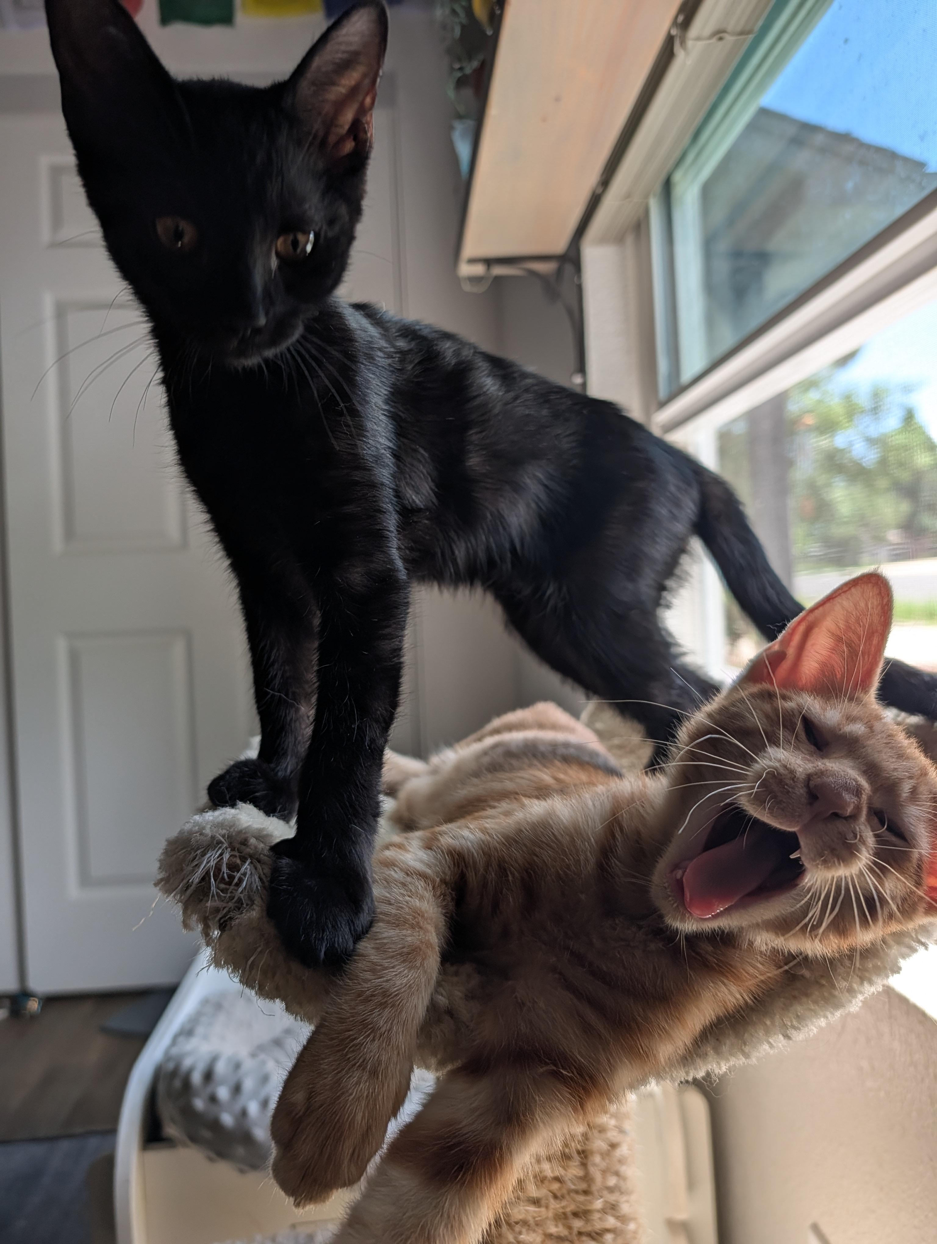 Enlarge Samson — 16-Week-Old Orange Buff Boy, a ADOPTABLE Domestic Short Hair in Prescott, AZ image 3/4
