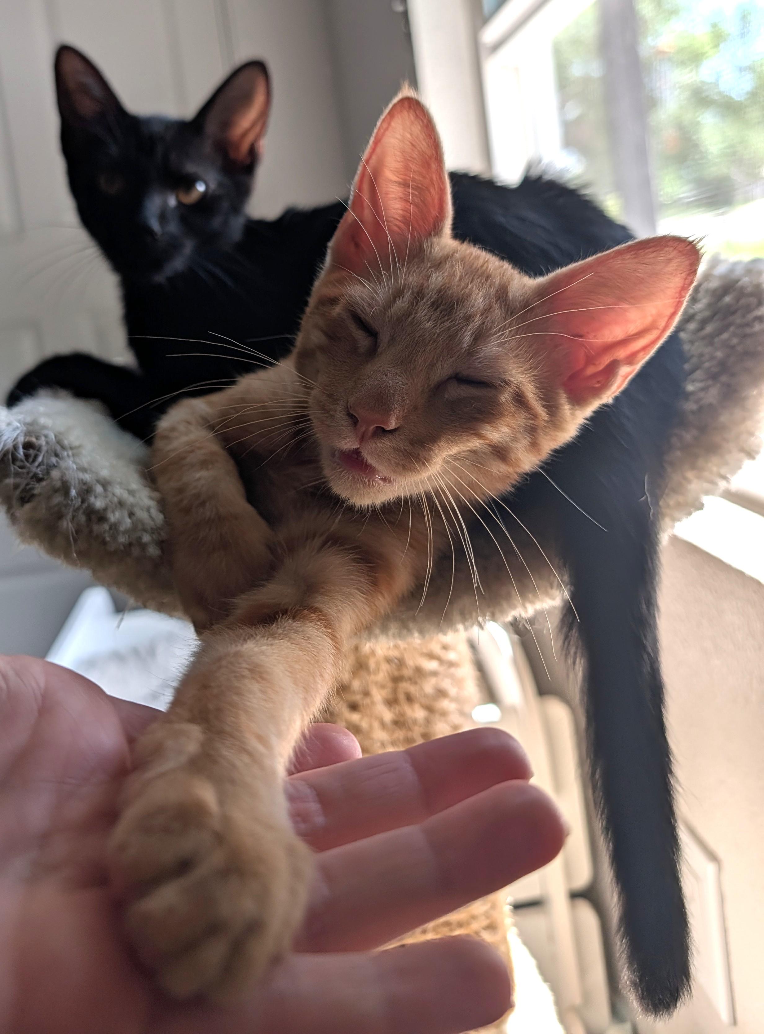 Enlarge Samson — 16-Week-Old Orange Buff Boy, a ADOPTABLE Domestic Short Hair in Prescott, AZ image 2/4