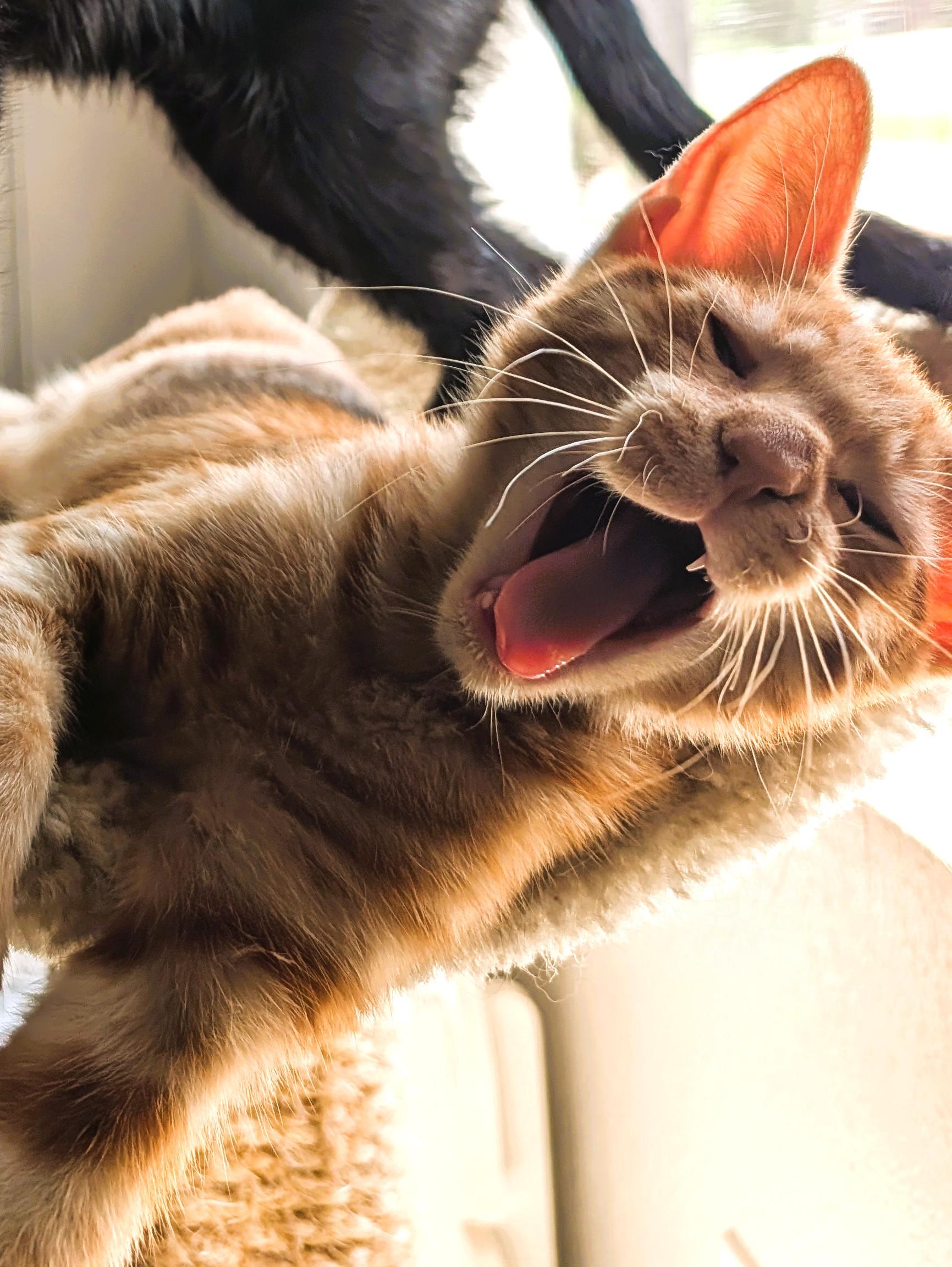 Enlarge Samson — 16-Week-Old Orange Buff Boy, a ADOPTABLE Domestic Short Hair in Prescott, AZ image 4/4
