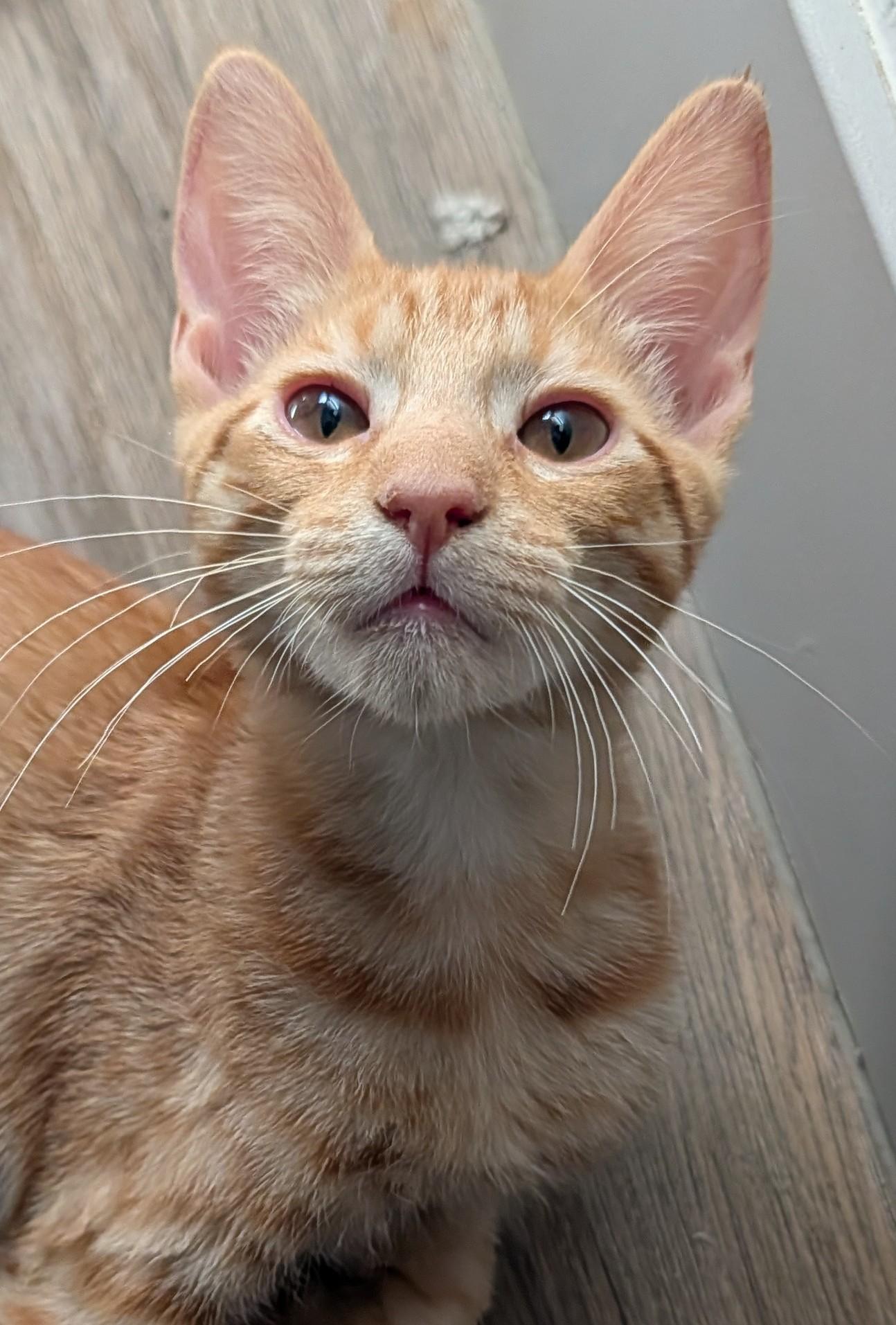 Enlarge Samson — 16-Week-Old Orange Buff Boy, a ADOPTABLE Domestic Short Hair in Prescott, AZ image 1/4