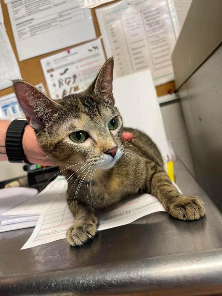 Anny, Adoptable, Adult Female Domestic Short Hair.