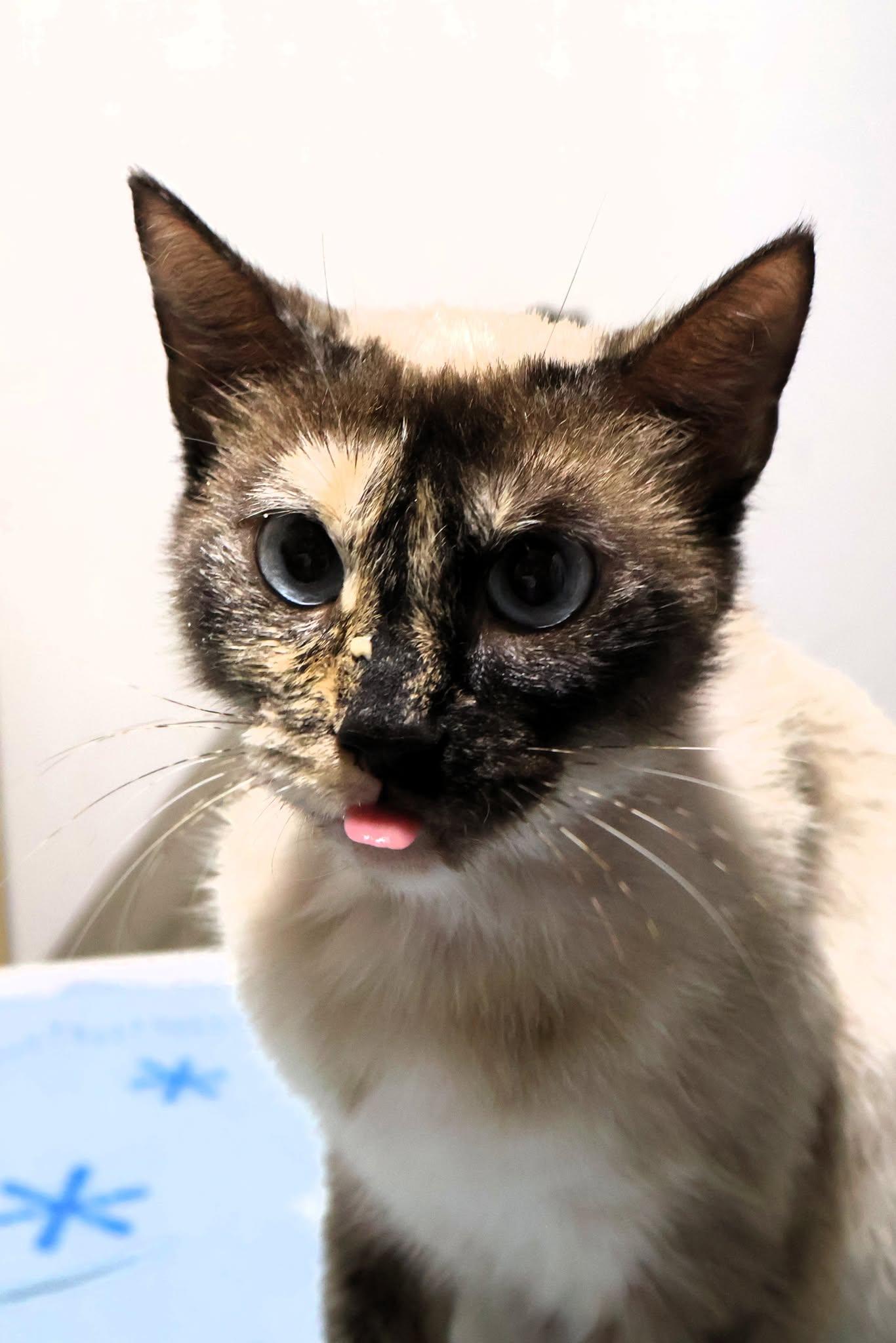 Cookie, a Adoptable Siamese in Mount Pleasant, SC image 1/2