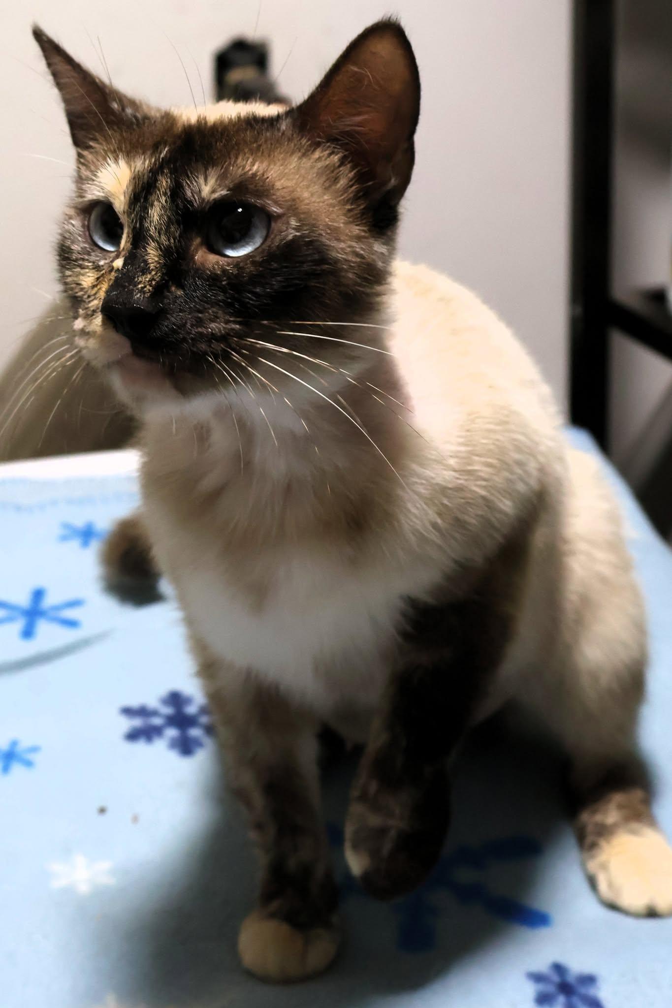 Cookie, a Adoptable Siamese in Mount Pleasant, SC image 2/2