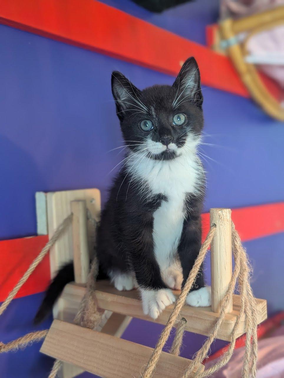 Enlarge Pistachio, a Adoptable Domestic Short Hair in Lancaster, PA image 1/2