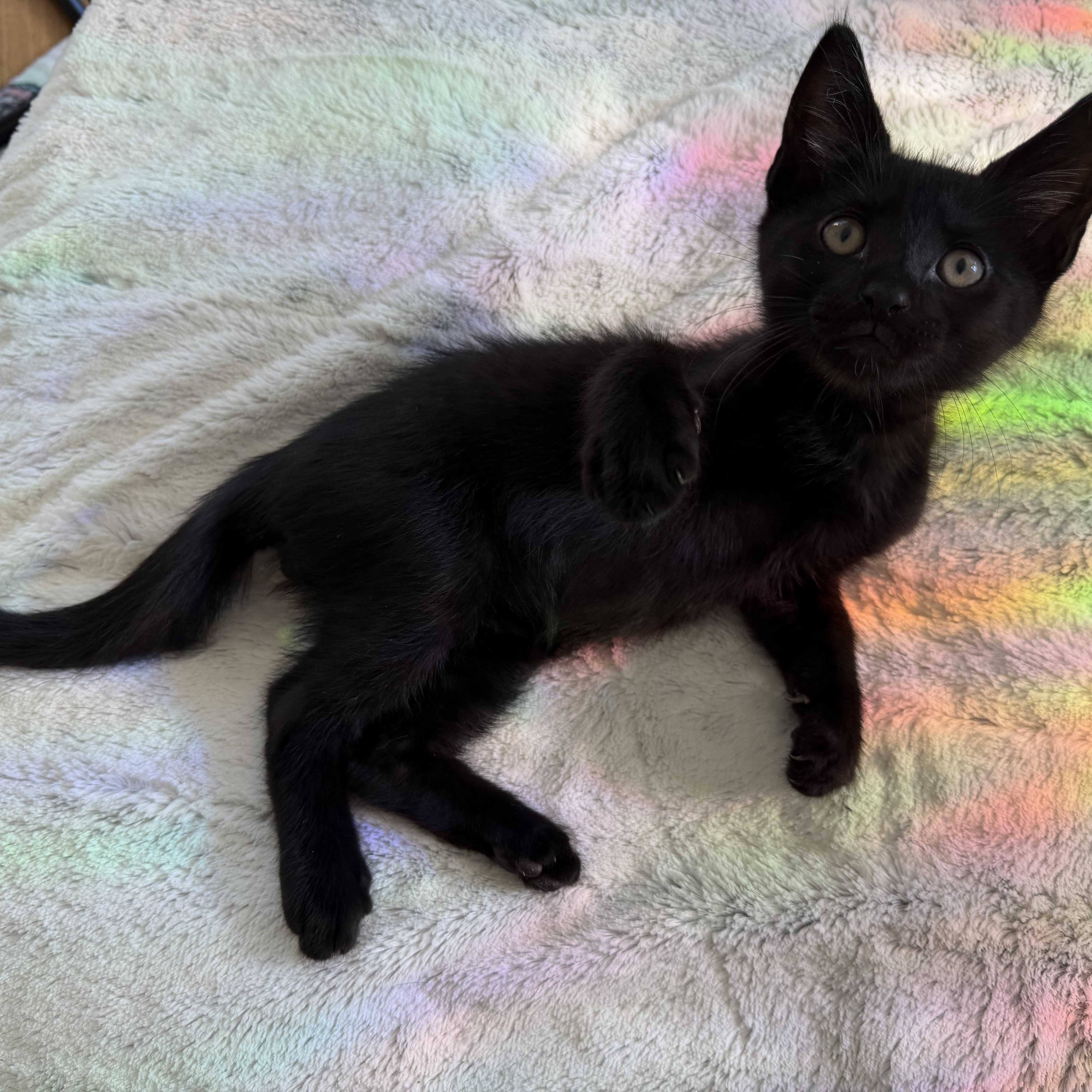Damien, a Adoptable Domestic Short Hair in Moriches, NY image 2/6