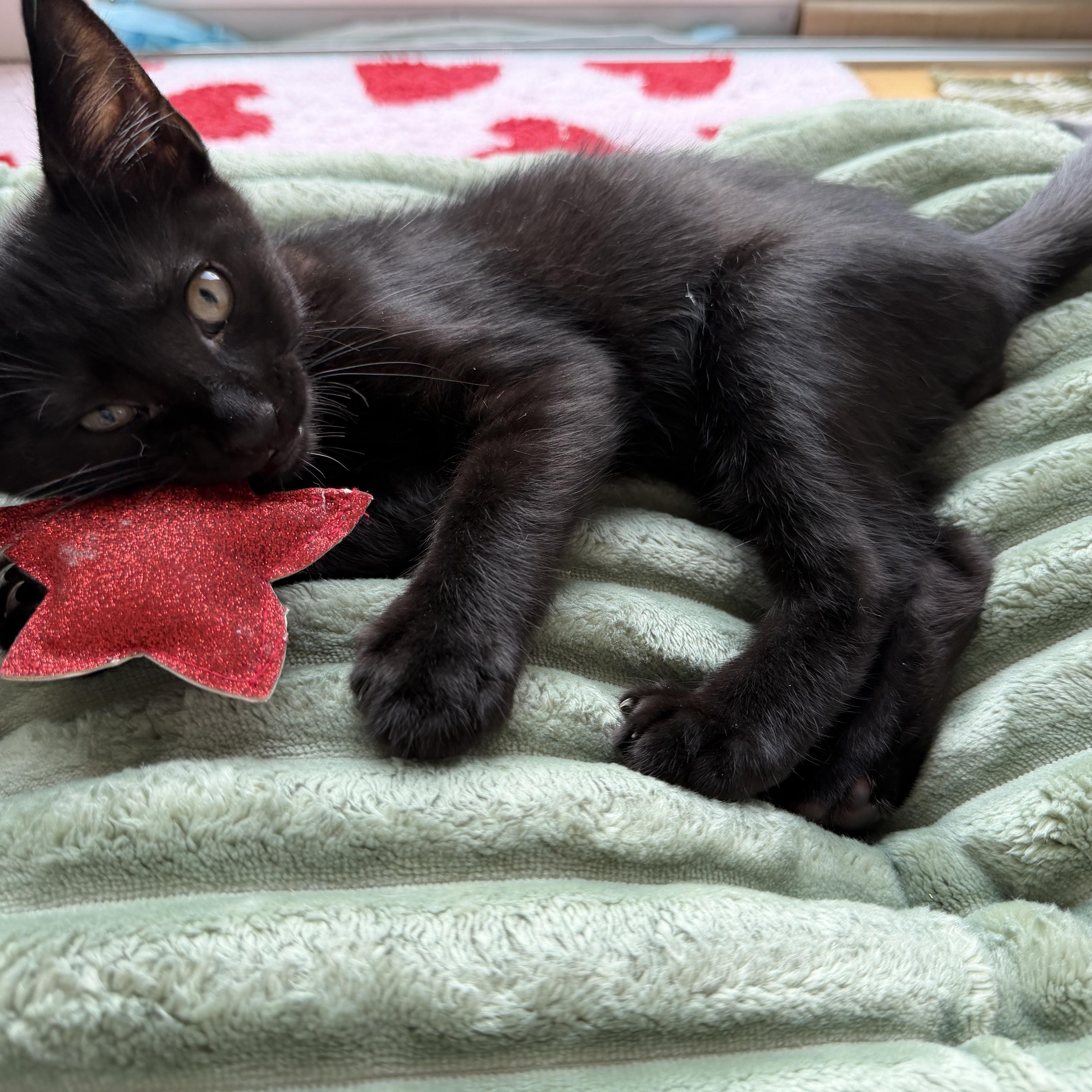Damien, a Adoptable Domestic Short Hair in Moriches, NY image 6/6