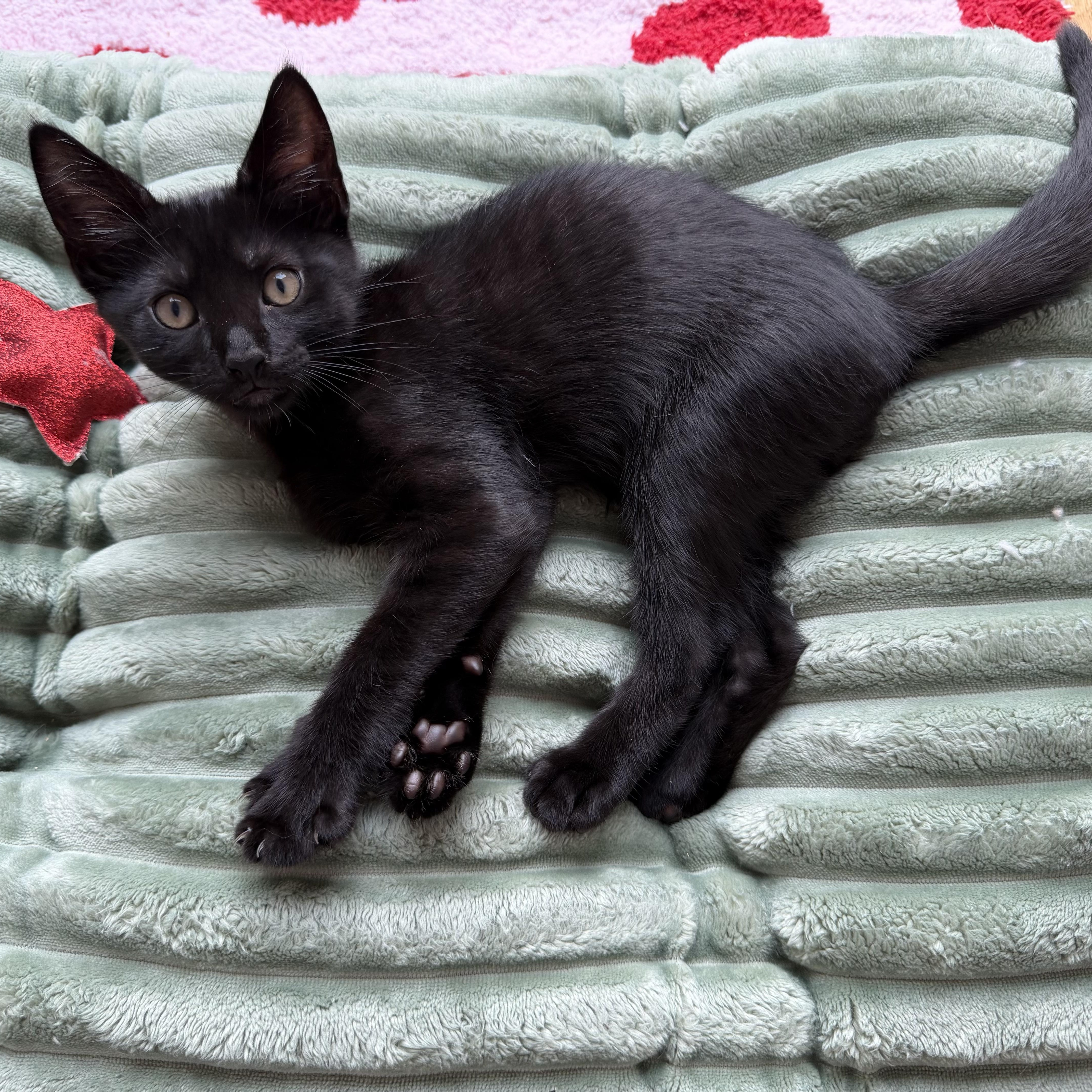 Damien, Adoptable, Kitten Male Domestic Short Hair.
