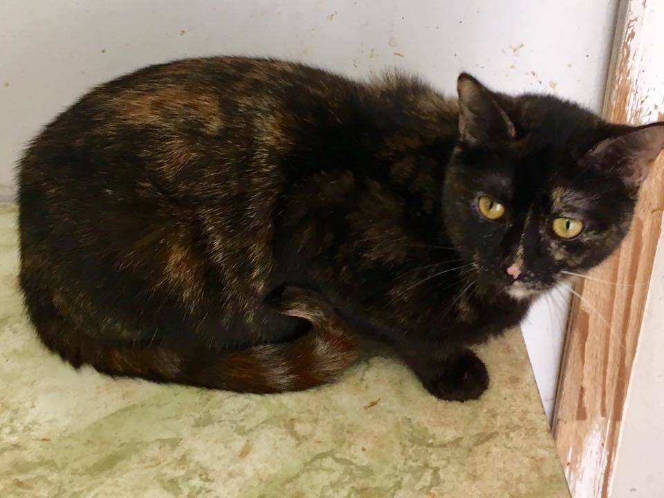 Pookie, a Adoptable Domestic Short Hair in Stuart, VA image 1/2