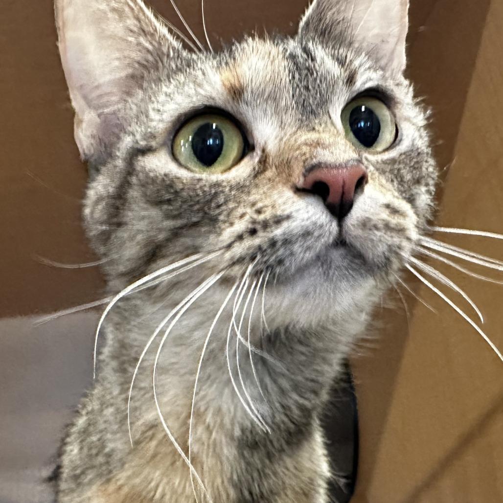 Chooch, Adoptable, Adult Female Domestic Short Hair.