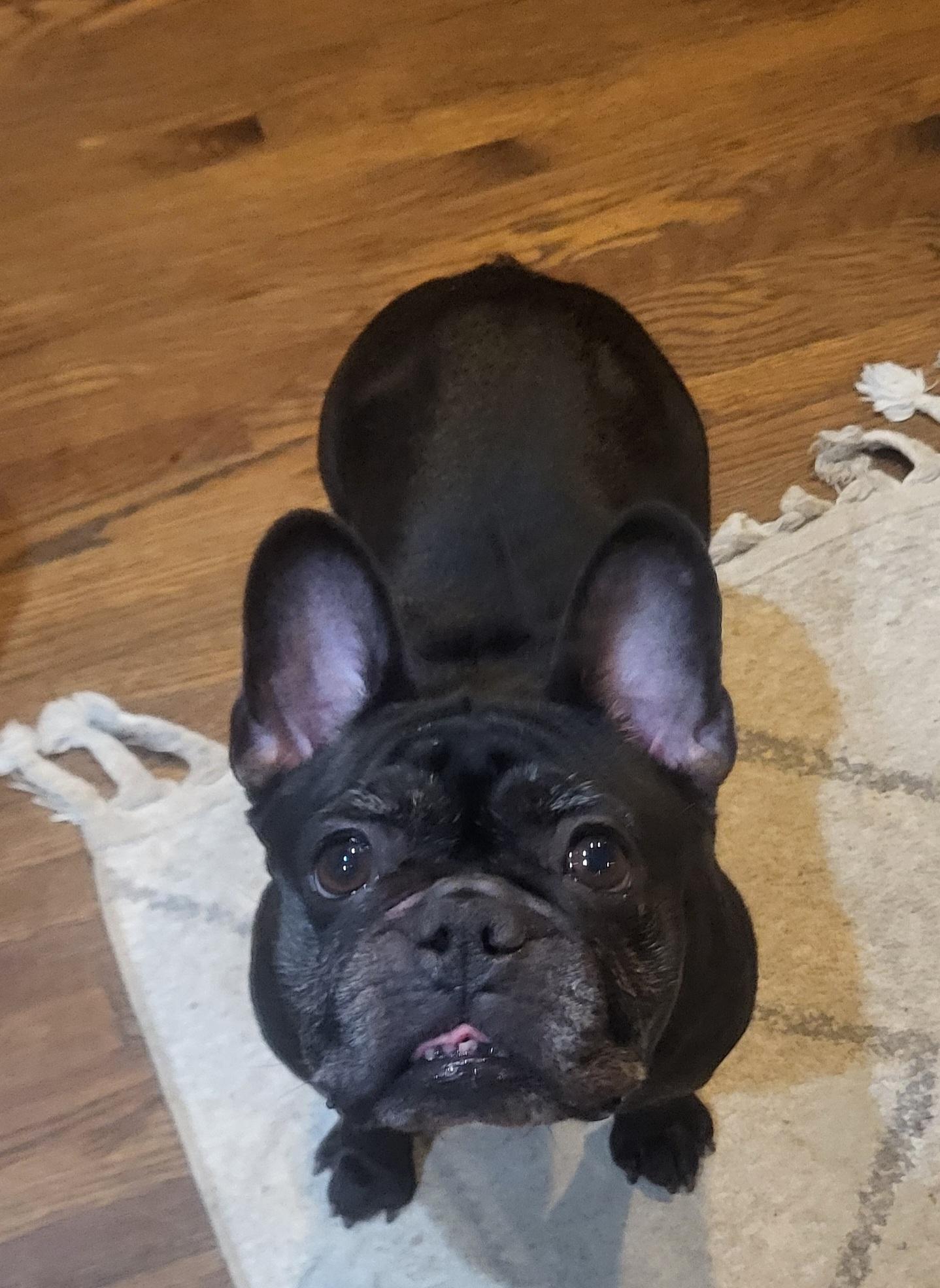 Enlarge Vanessa, a ADOPTABLE French Bulldog in modesto, CA image 1/3