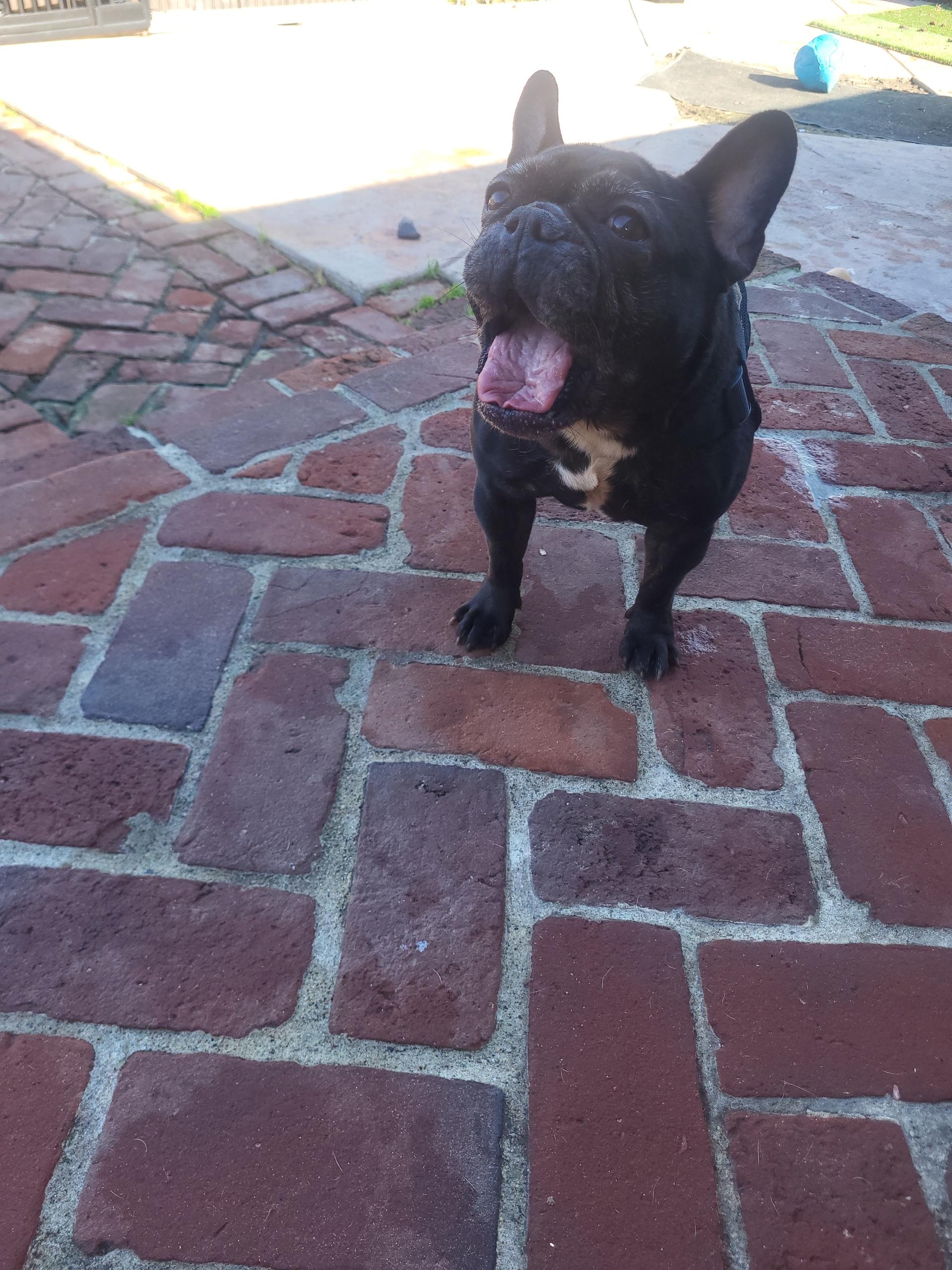 Enlarge Vanessa, a ADOPTABLE French Bulldog in modesto, CA image 3/3