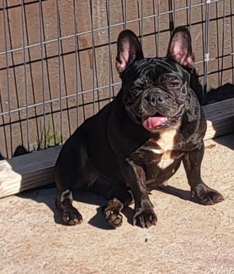 Enlarge Vanessa, a ADOPTABLE French Bulldog in modesto, CA image 2/3