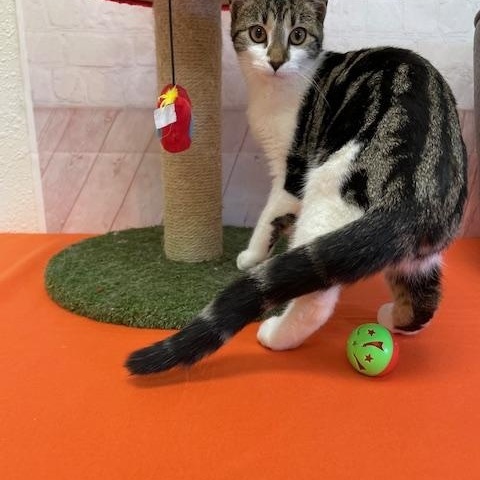 Enlarge Benson, an adopted Domestic Short Hair in Red Wing, MN image 5/5