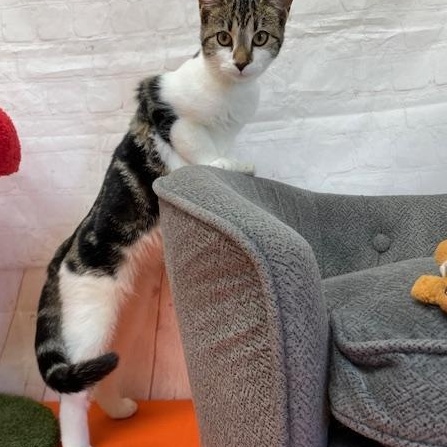 Enlarge Benson, an adopted Domestic Short Hair in Red Wing, MN image 3/5