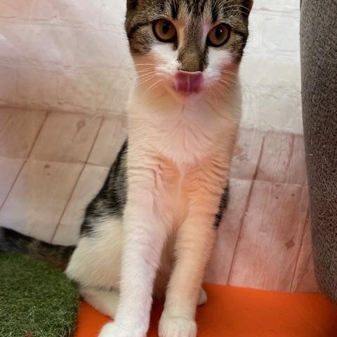 Enlarge Benson, an adopted Domestic Short Hair in Red Wing, MN image 2/5