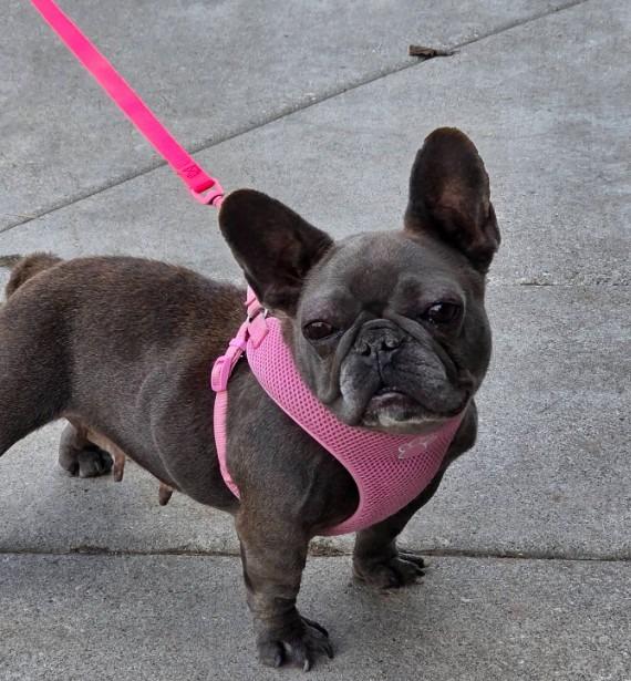 LuLu/Salina Lu, a Adoptable French Bulldog in Reno, NV image 3/3