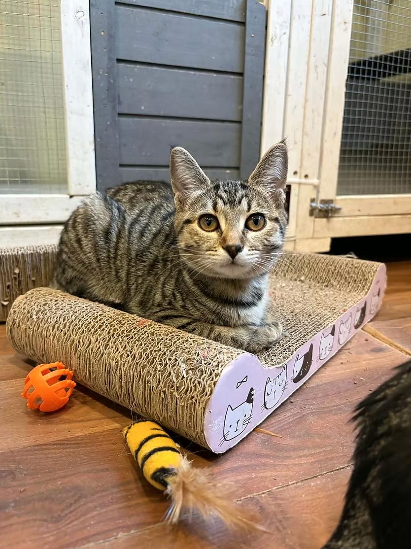 Enlarge Blanche Devereaux, a ADOPTABLE Domestic Short Hair in Calgary, AB image 1/3