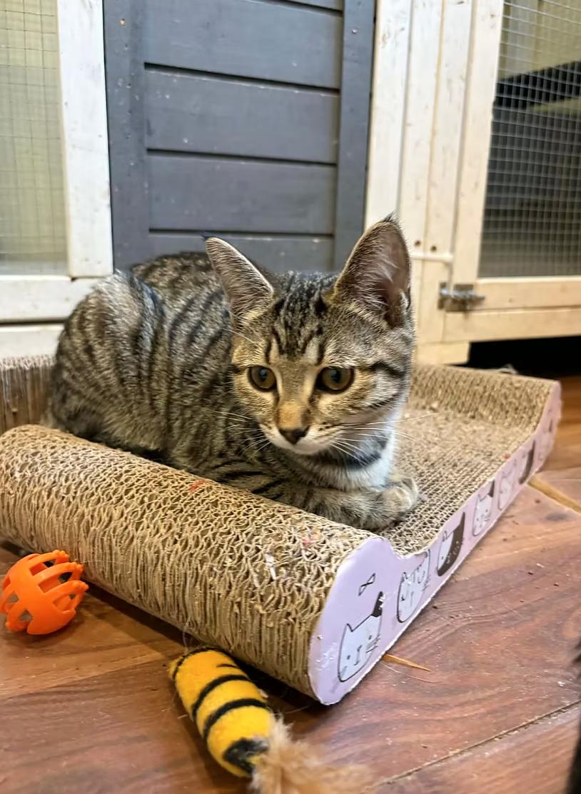 Enlarge Blanche Devereaux, a ADOPTABLE Domestic Short Hair in Calgary, AB image 2/3