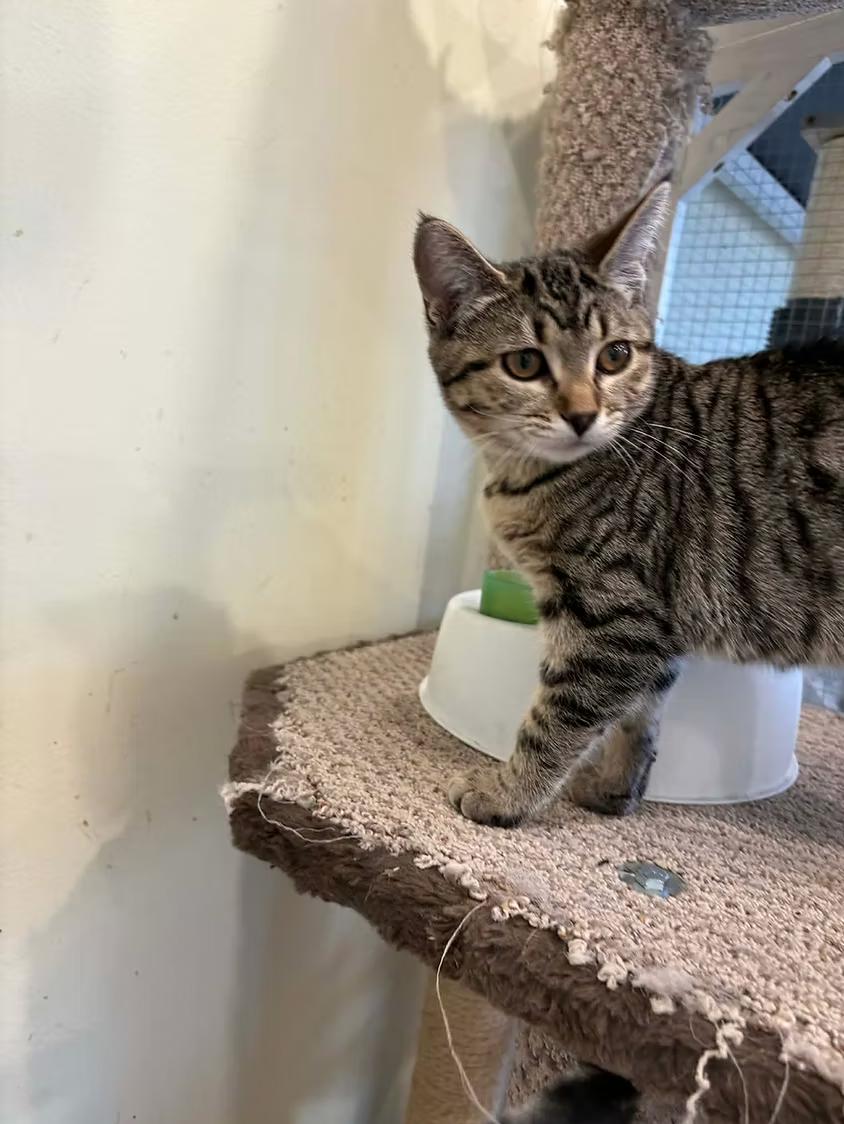 Enlarge Blanche Devereaux, a ADOPTABLE Domestic Short Hair in Calgary, AB image 3/3