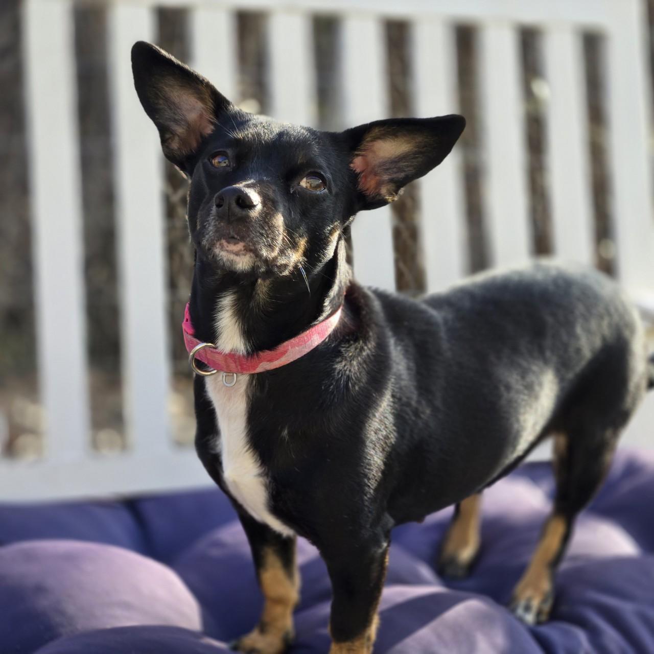 Enlarge Lacy, a Adoptable mixed breed in Mansfield, TX image 1/2