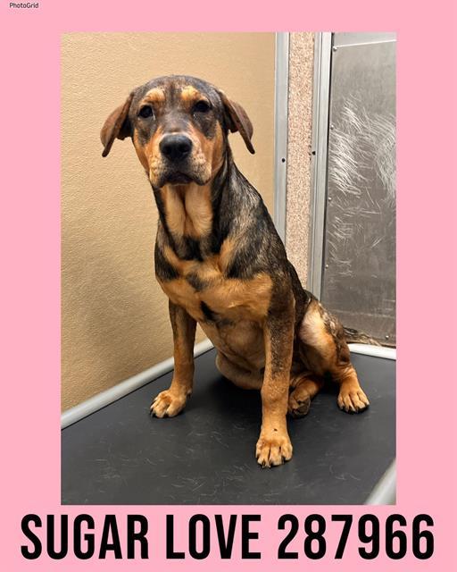 Enlarge SUGAR LOVE, a Adoptable mixed breed in Macon, GA image 1/1