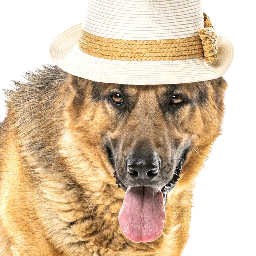 Rhythm, Adoptable, Adult Male German Shepherd Dog.