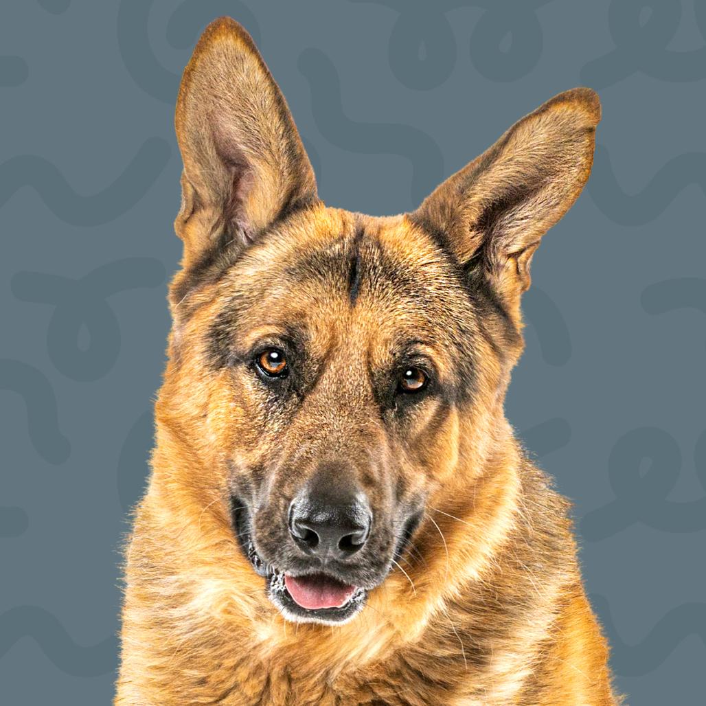 Enlarge Rhythm, a Adoptable German Shepherd Dog in Reno, NV image 2/6