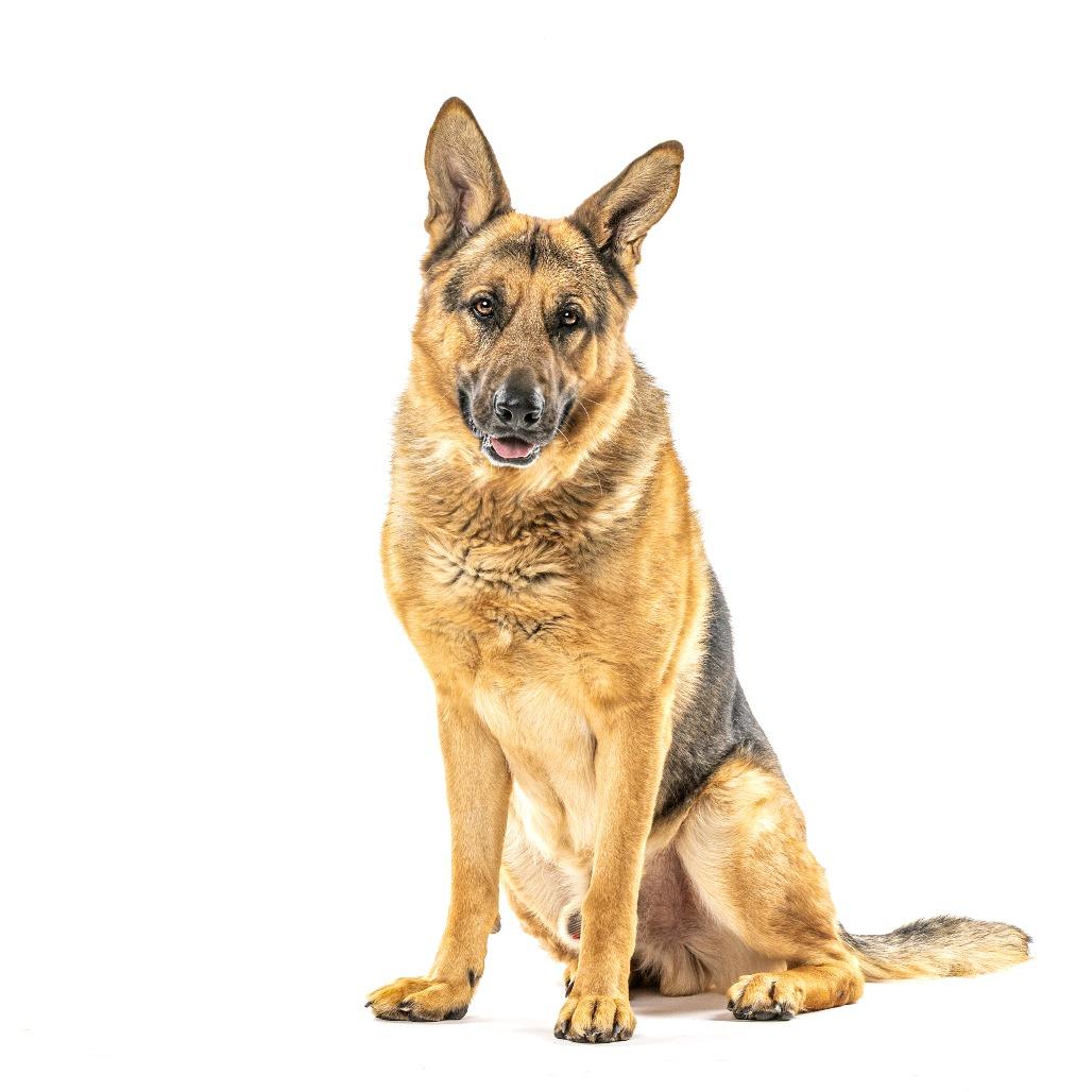 Enlarge Rhythm, a Adoptable German Shepherd Dog in Reno, NV image 3/6